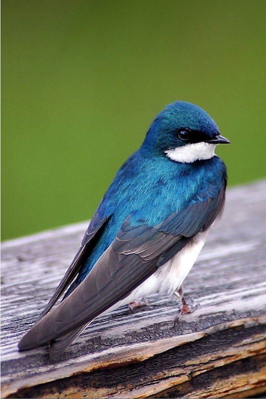 a small blue and white bird sitting on top of a wooden table next to a green background