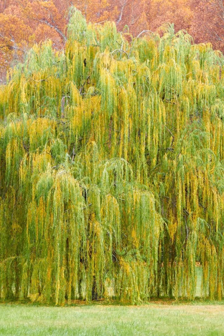 a large tree with lots of green leaves in front of some red and yellow trees