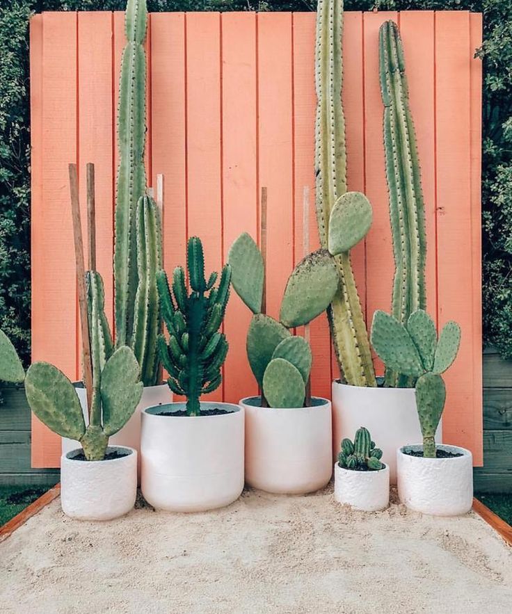 several different types of cactus in white planters on a concrete slab near a wooden fence