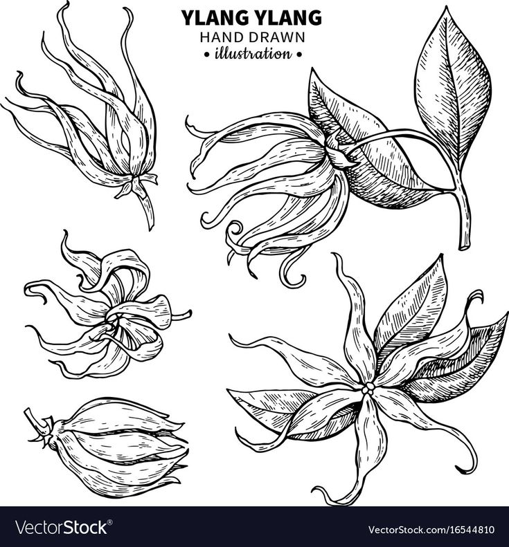 hand drawn flowers and leaves on white background stock photo colouring, flower drawing, line art