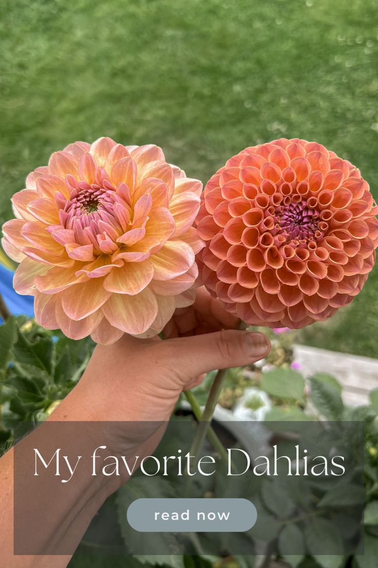 two large orange flowers in someone's hand with the words, my favorite dahlias read now