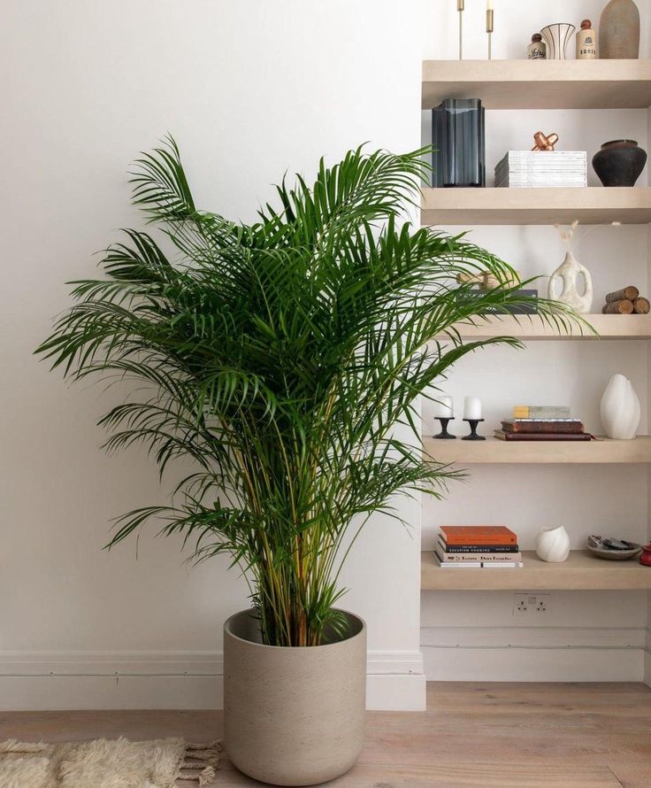 a potted plant sitting on top of a wooden floor next to a bookshelf