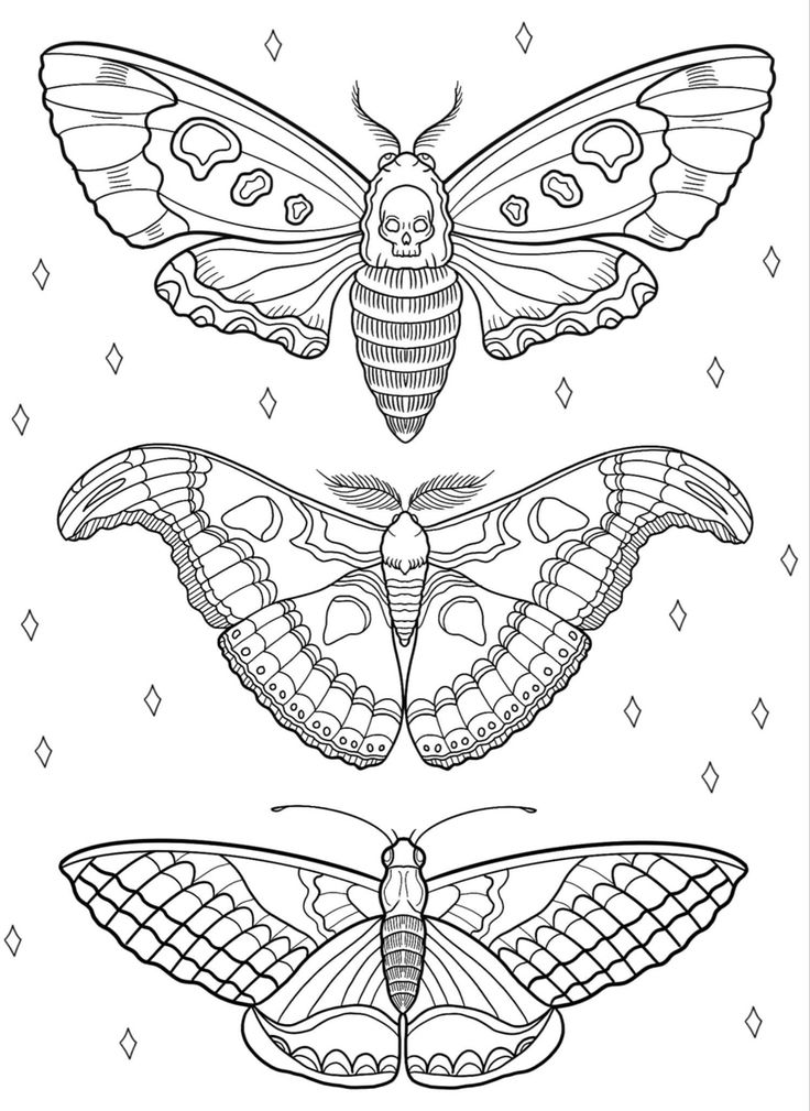 three moths with different patterns on them