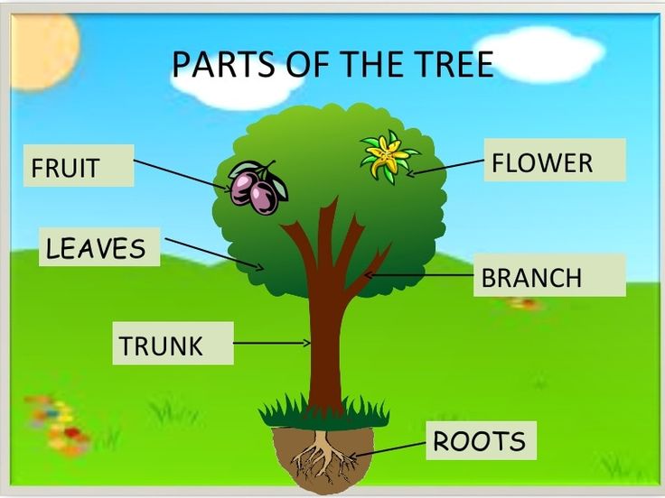 parts of a tree labeled in pictures