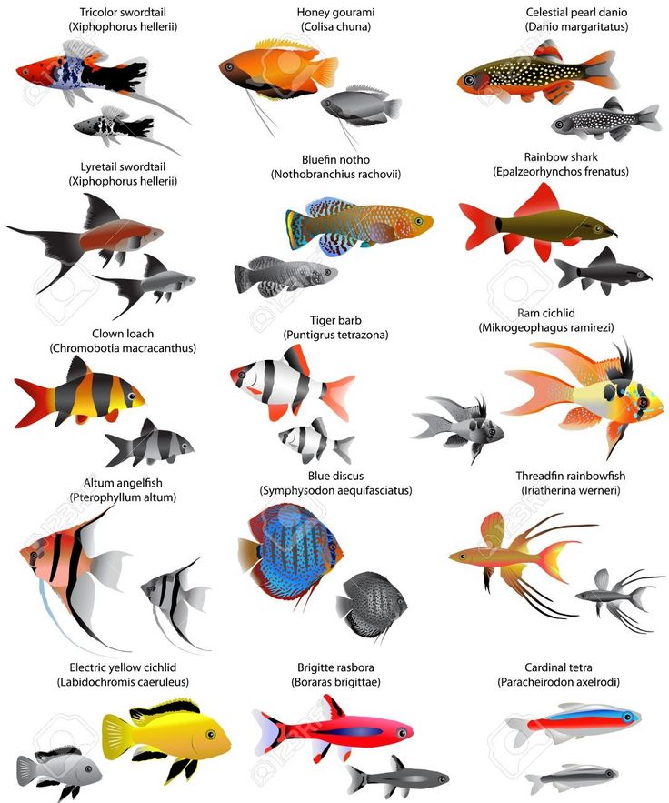 an image of different types of fish