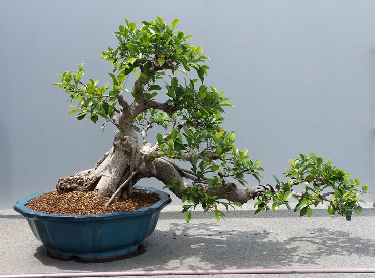 a small bonsai tree in a blue pot on the ground next to a wall