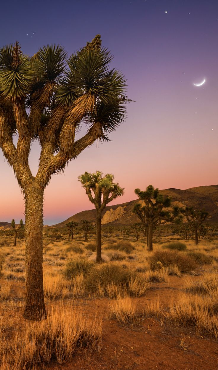 the desert is full of joshua trees and moon