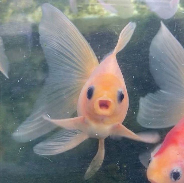 two goldfish swimming side by side in an aquarium with other fish around them and one looking at the camera