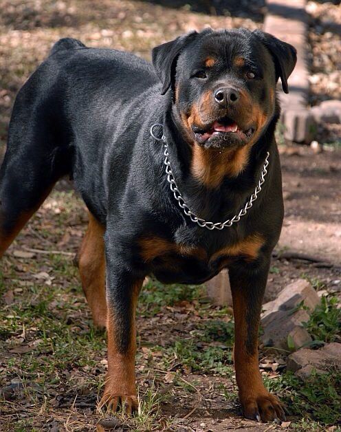 a large black and brown dog standing on top of a grass covered field next to rocks