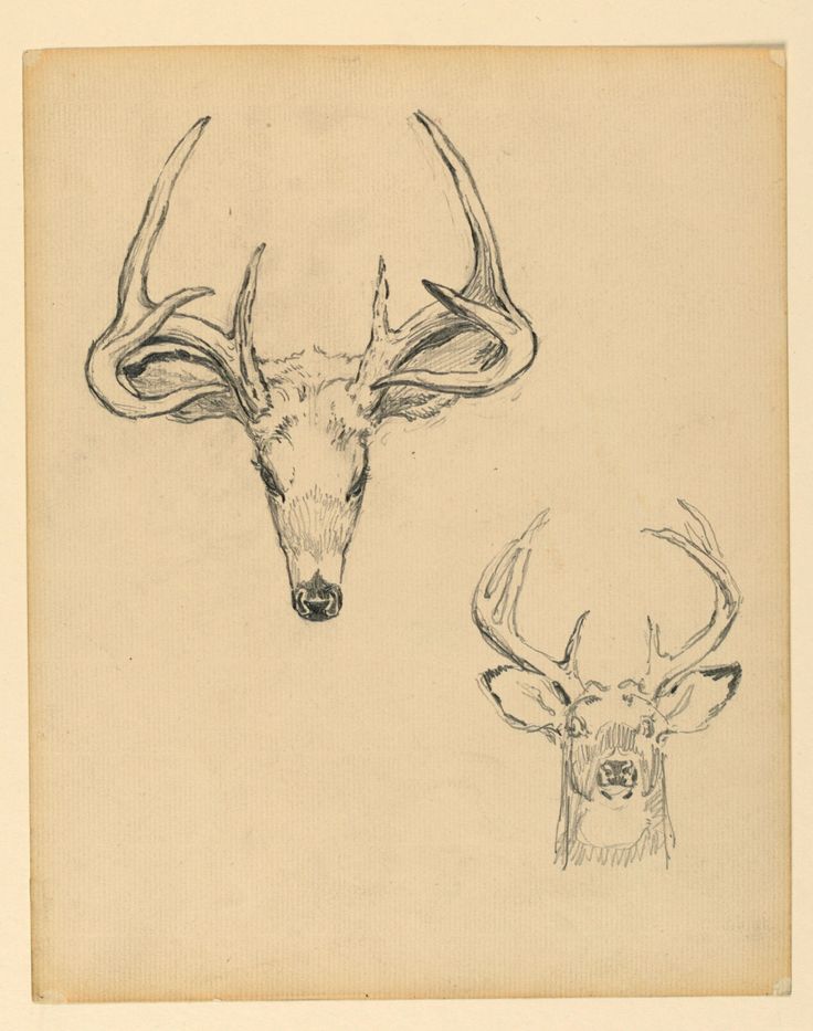 two drawings of deer's heads with antlers on them