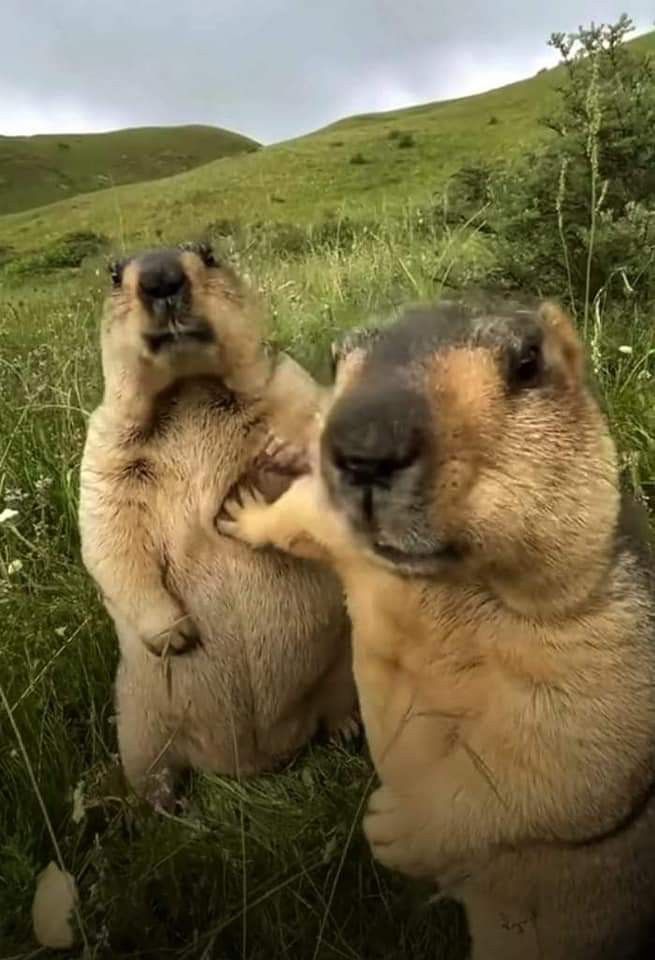 two brown and black dogs standing on their hind legs in grassy area with hills behind them