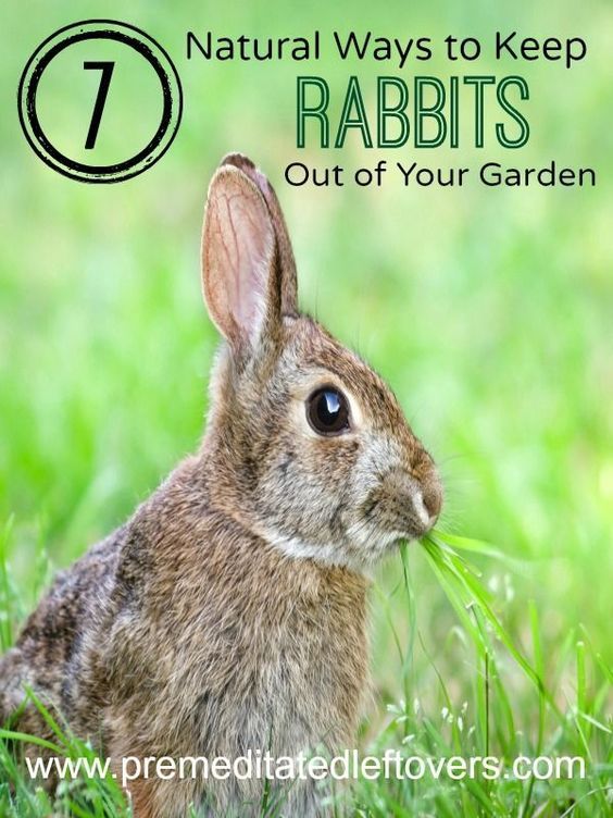 a rabbit sitting in the grass with text overlay that reads 7 natural ways to keep rabbits out of your garden