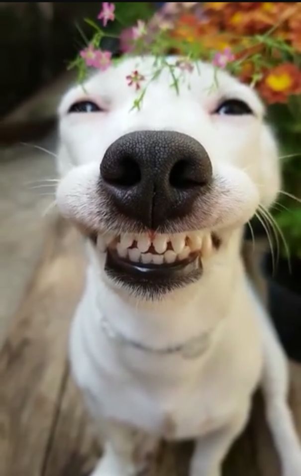 a close up of a dog with flowers on its head and mouth smiling at the camera