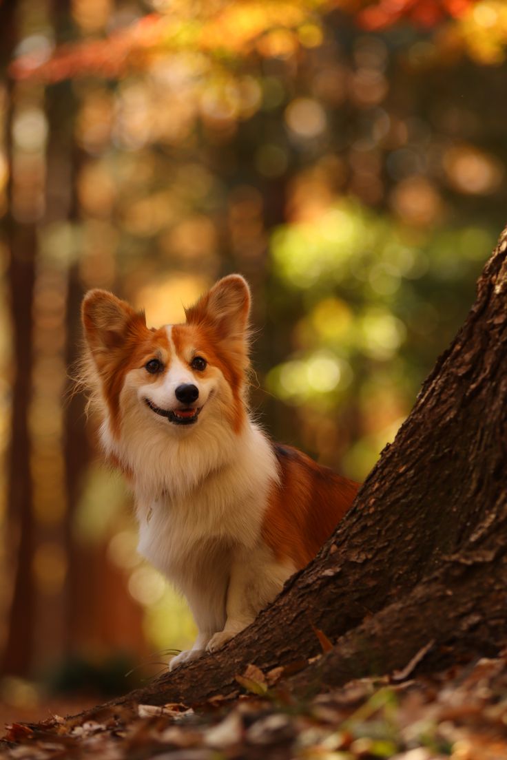 a brown and white dog standing next to a tree in the woods with leaves on the ground