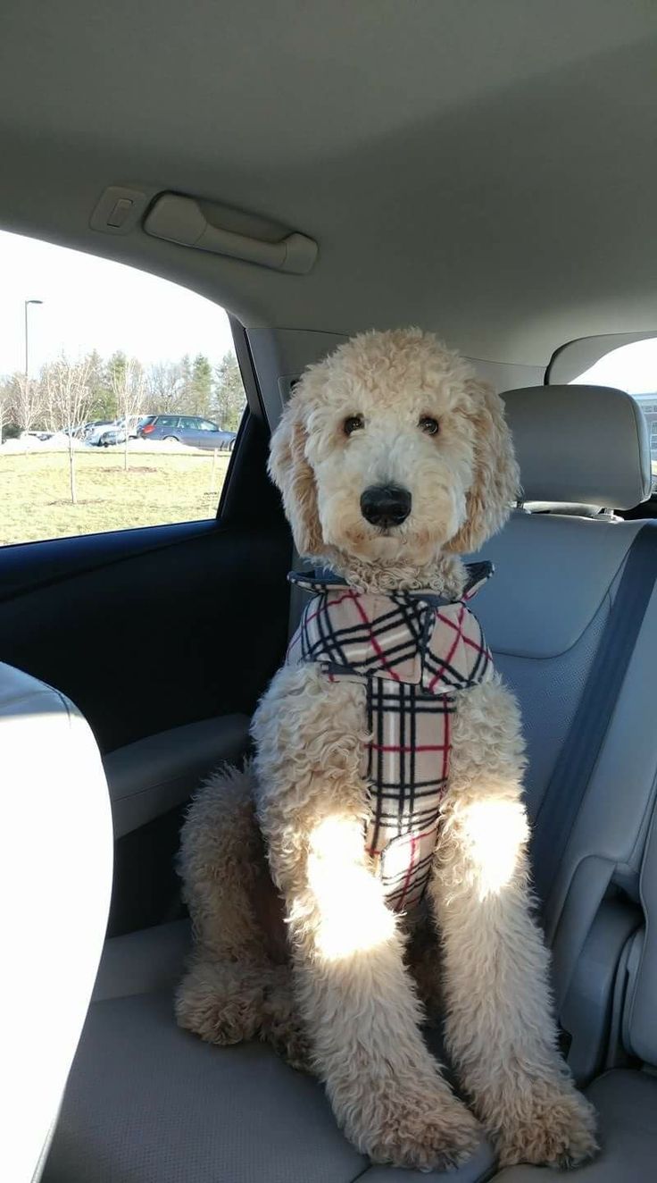 a dog sitting in the back seat of a car wearing a plaid shirt and bandana