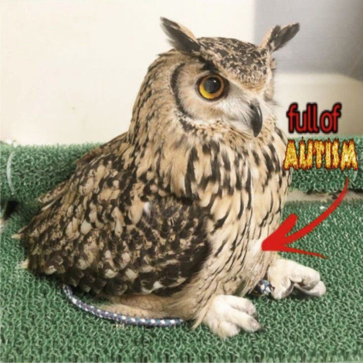 an owl sitting on top of a green rug next to a white wall and red arrow