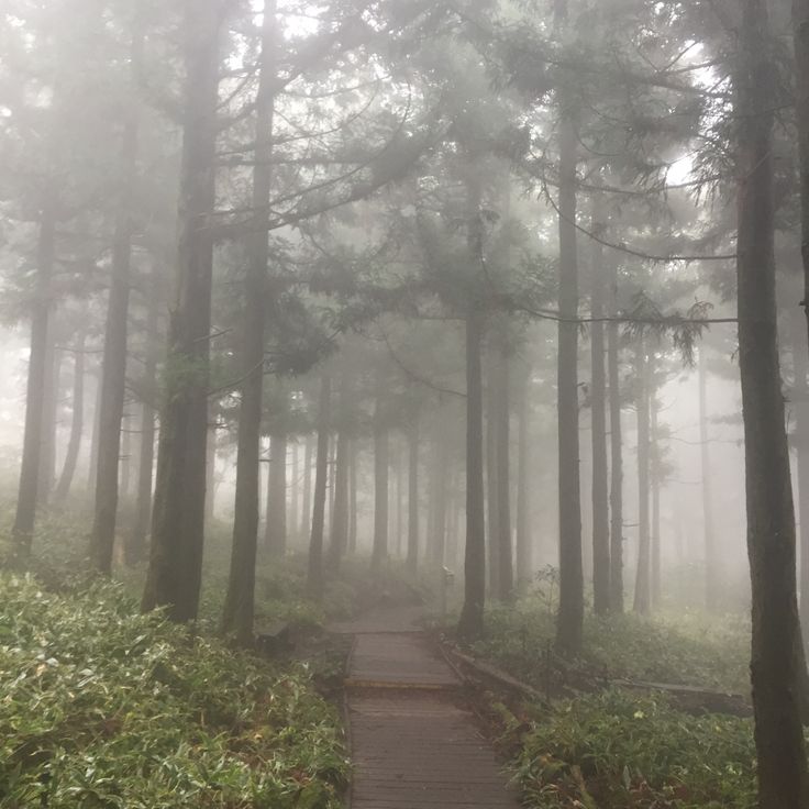 a foggy path in the middle of a forest