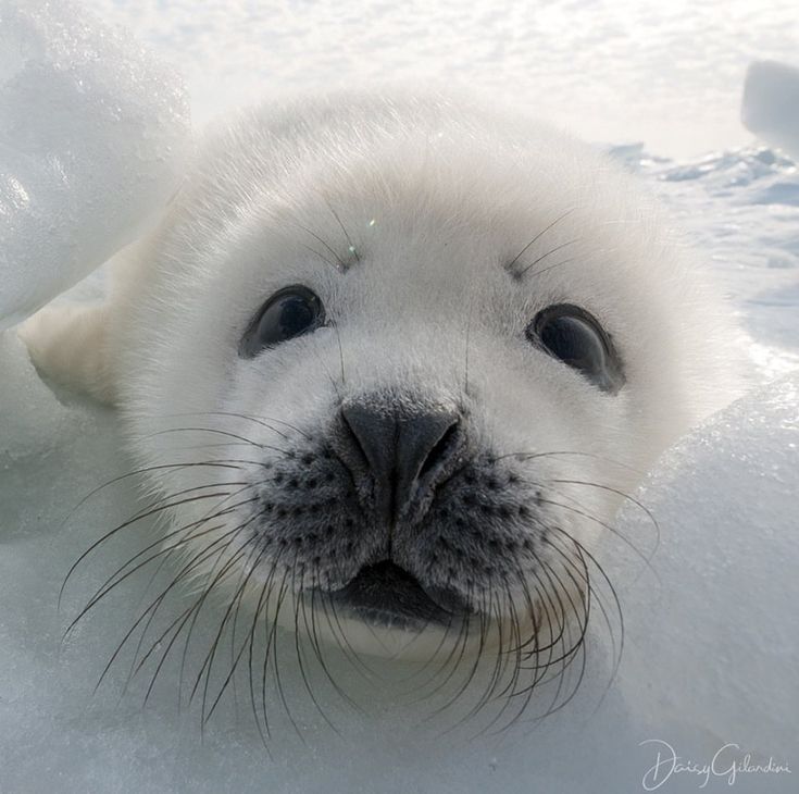 a close up of a seal in the snow with it's eyes wide open