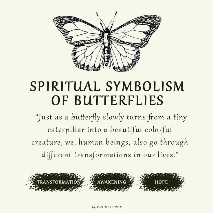 symbolism of butterflies What Do Butterflies Represent, Different Butterflies And Their Meanings, What Does A Butterfly Symbolize, Seeing Butterflies Meaning, Butterfly Types And Meanings, Swallowtail Butterfly Meaning, Butterfly Evolution Tattoo, Butterfly Transformation Quotes, Butterfly Powers