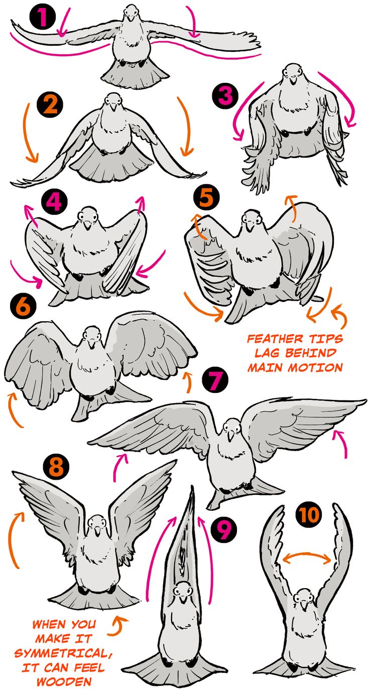 how to draw birds with different poses and body parts, including the head, shoulders, legs