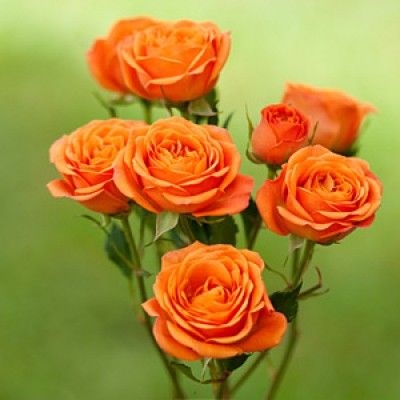 four orange roses in a vase on a green background with blurry grass behind them