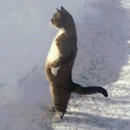 a cat standing on its hind legs in the snow