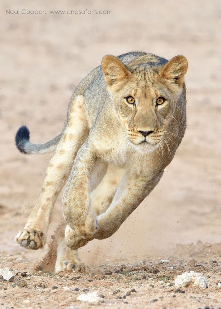 a young lion running in the dirt