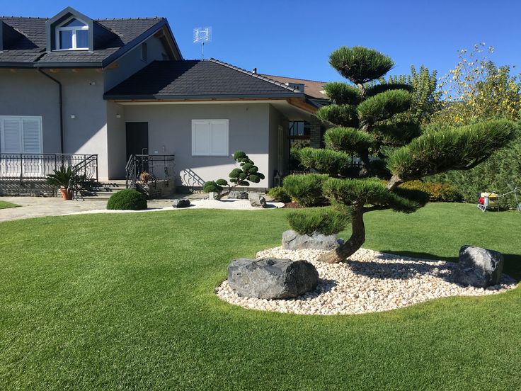 a bonsai tree sitting in the middle of a lawn next to a house with large rocks