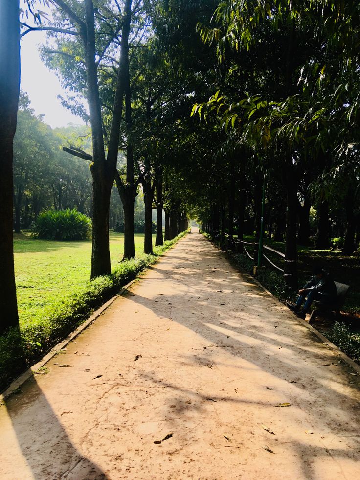 an empty path in the middle of a park lined with trees