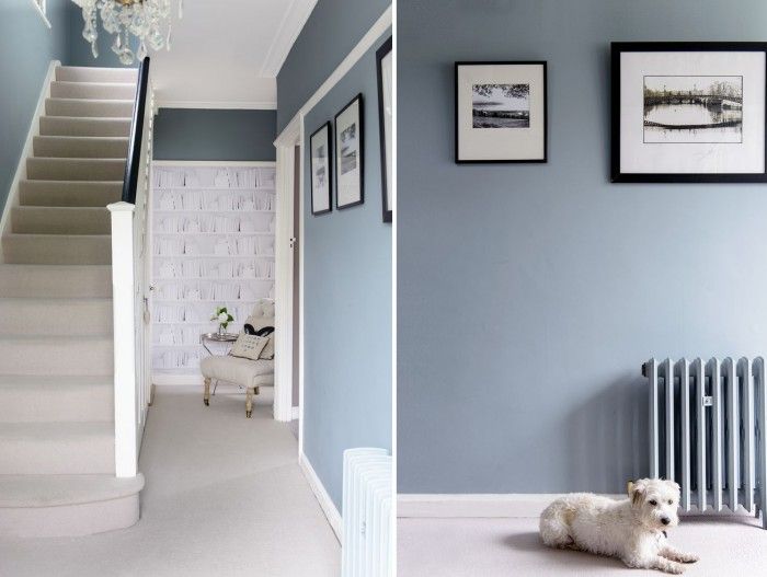 a white dog laying on the floor in front of a blue wall with pictures hanging above it