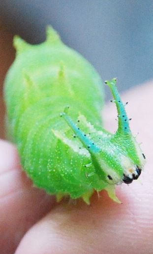 a small green caterpillar sitting on top of a persons hand in front of the camera