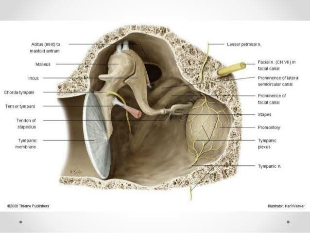 an image of the inside of a human heart with labels on its external organs and labeled parts