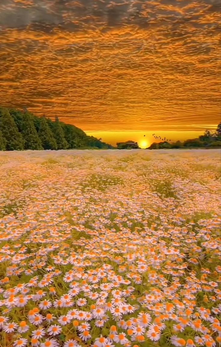 a field full of flowers with the sun setting in the distance behind it and clouds