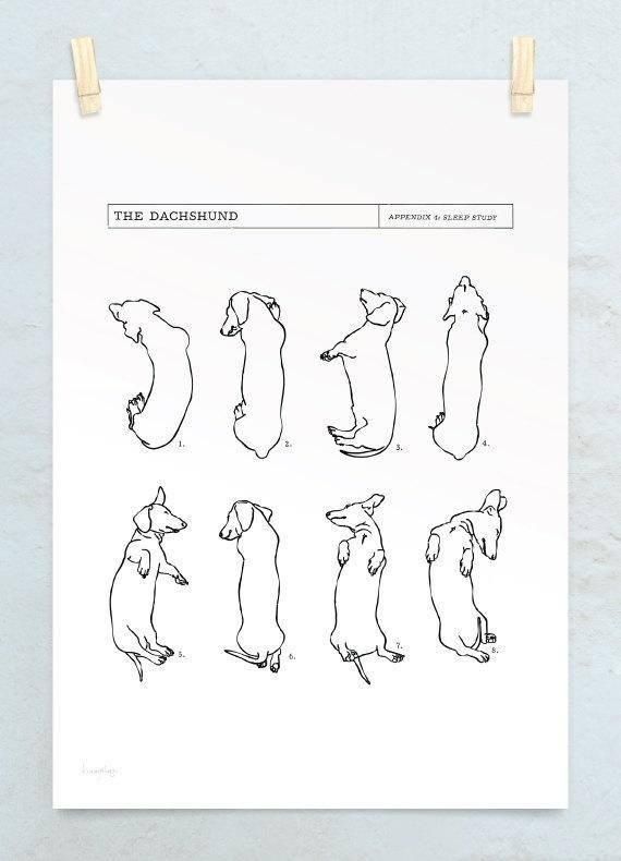 the dachshund art print is hanging on a wall