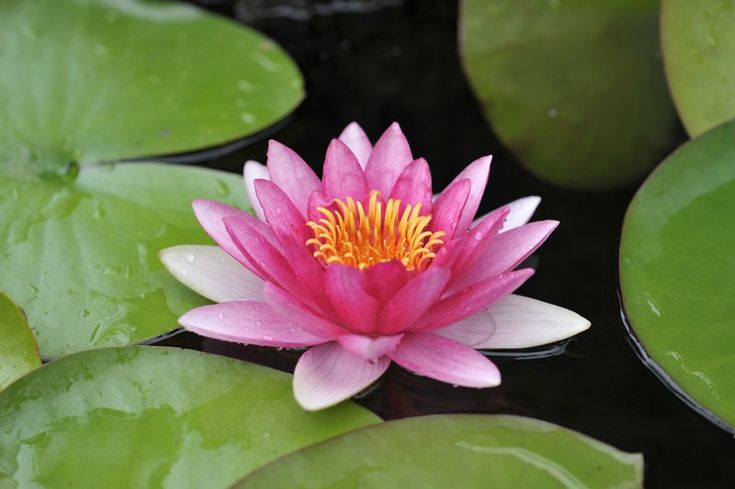 a pink waterlily with yellow stamens and green leaves in the pond