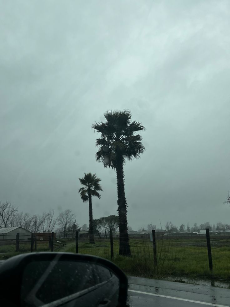 two palm trees in the distance on a rainy day