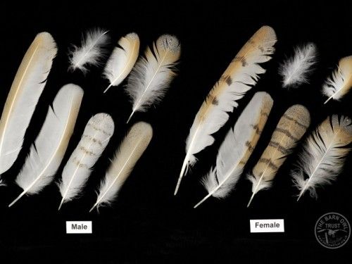 several different types of feathers are shown in this image, including one with white and brown feathers