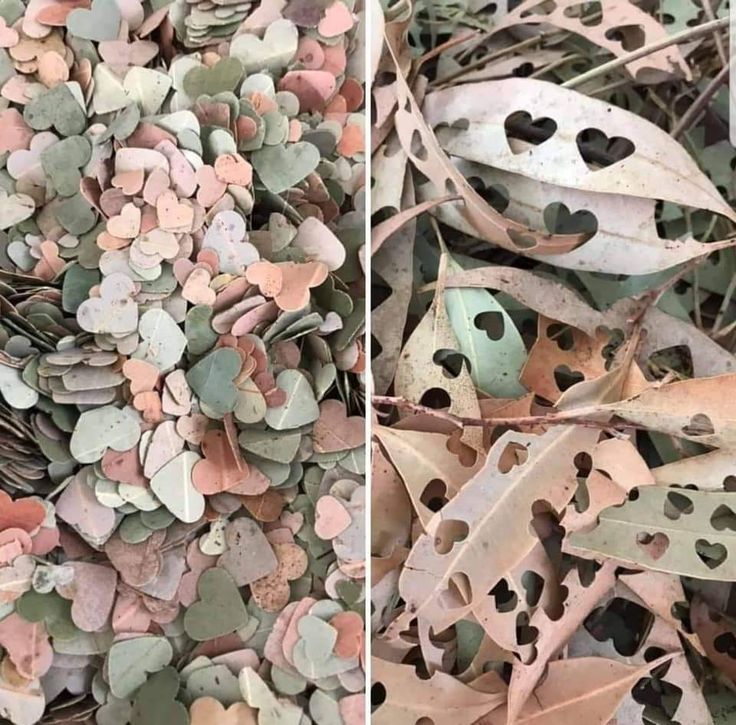 two pictures with hearts on them, one is green and the other has brown leaves