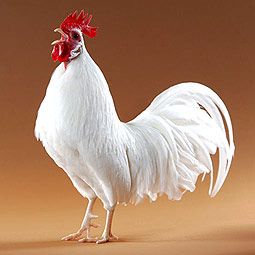 a white rooster standing on top of a brown floor