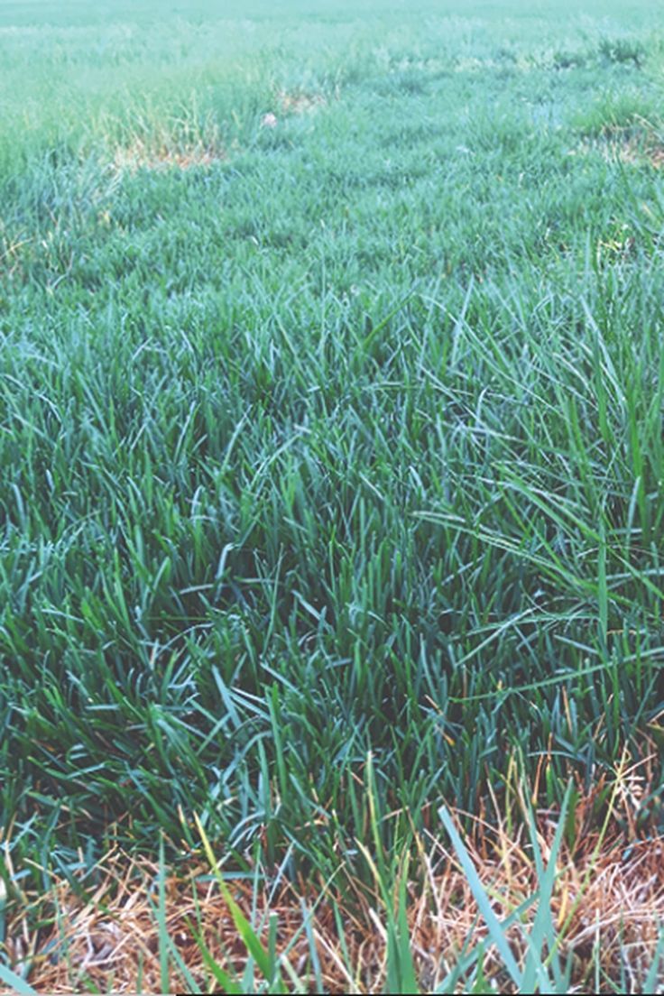 a fire hydrant sitting in the middle of a field next to some tall grass