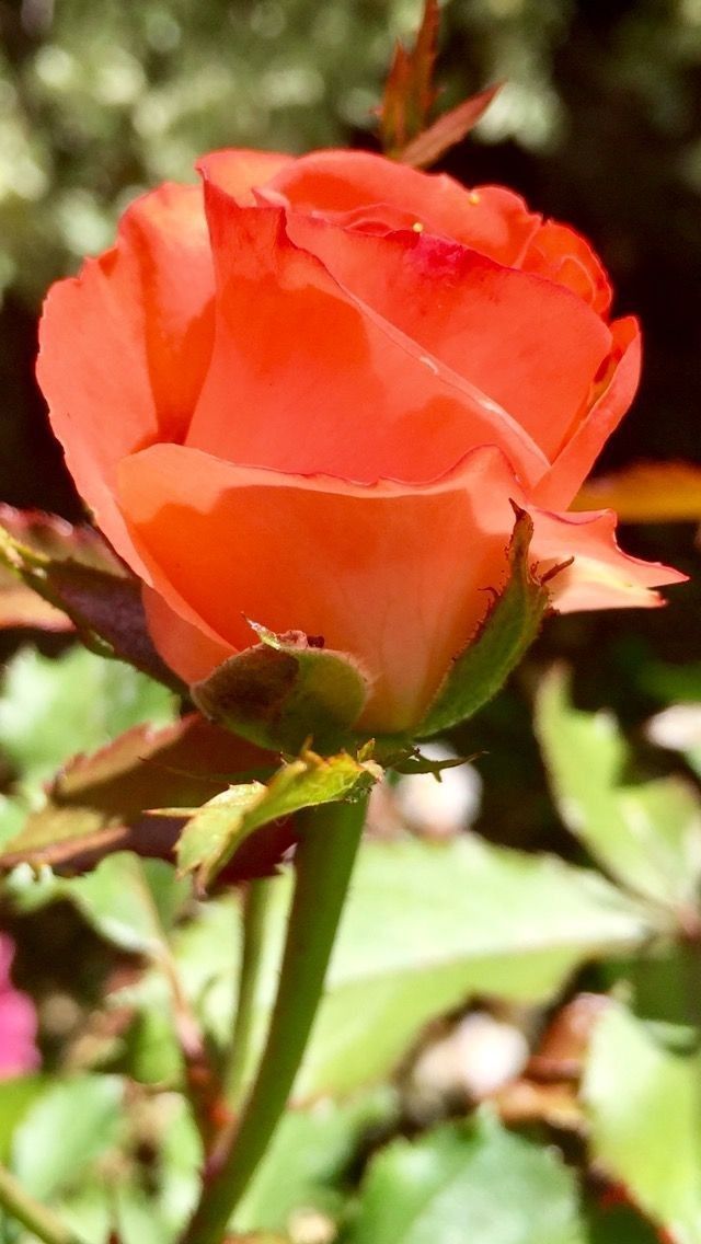 an orange rose is blooming in the garden