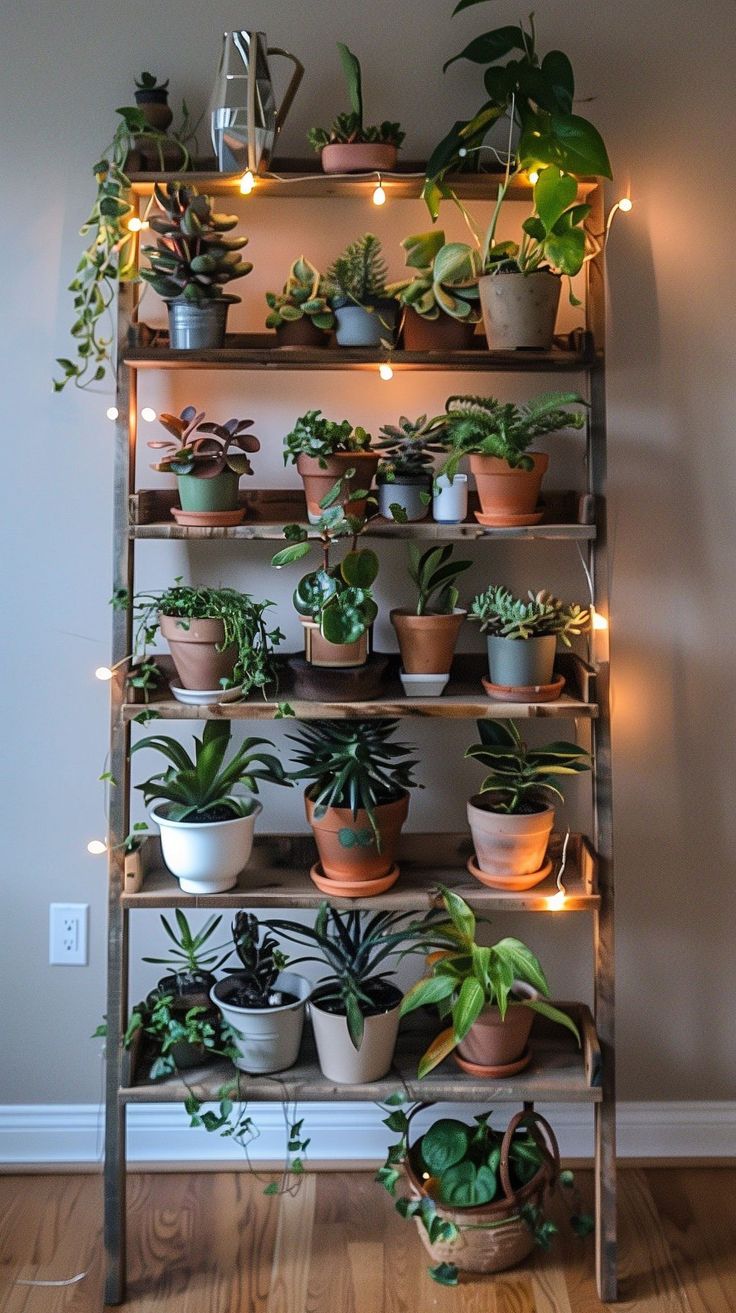 a shelf filled with lots of potted plants on top of a wooden floor next to a wall