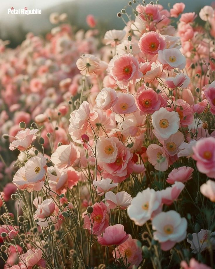 pink and white flowers are growing in the field