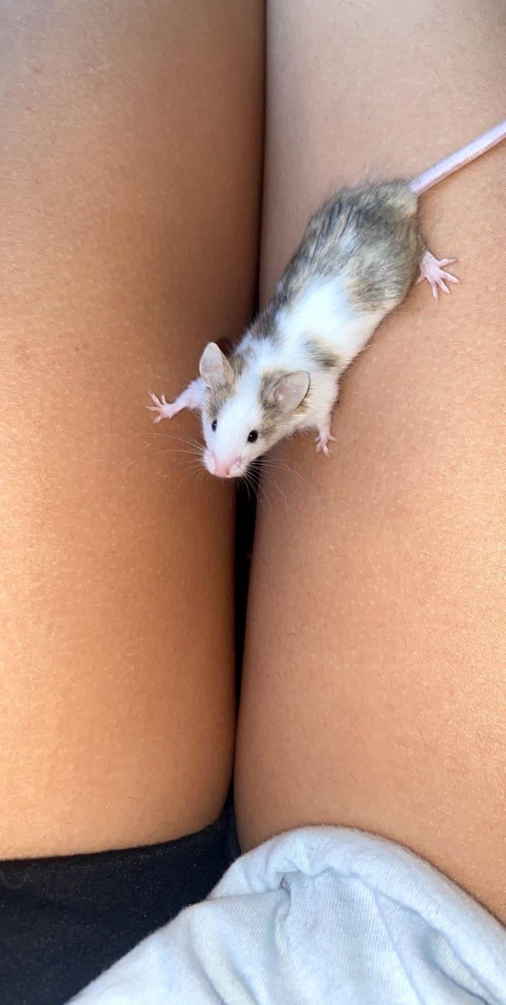 Mice As Pets, Fancy Mouse Pet, Pet Mice Aesthetic, Curly Haired Mice, Cute Rats Pets, Pet Mouse Cage, Pet Mouse Aesthetic, Cute Pet Rats, Curly Mice