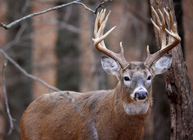 a deer with antlers standing in the woods