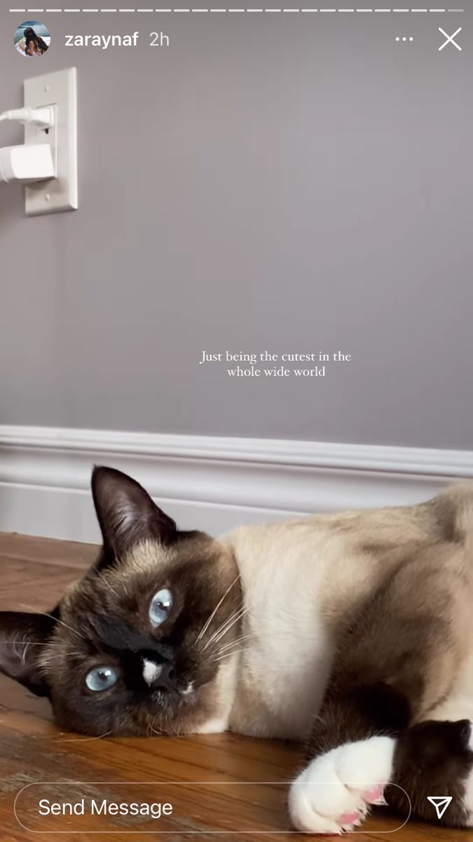 a siamese cat is laying on the floor