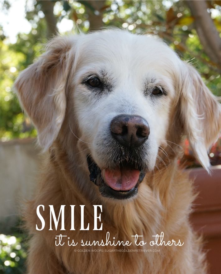 a close up of a dog with the caption smile it's sunshine into others