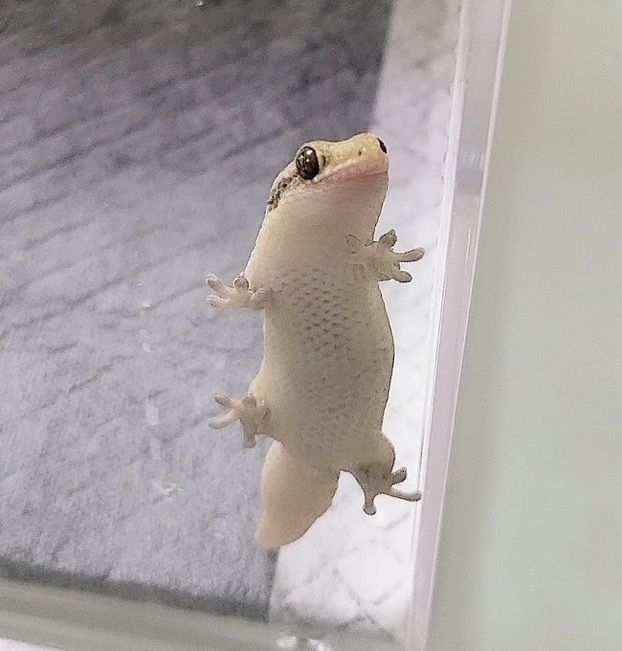 a small gecko sitting on top of a window sill in front of a mirror