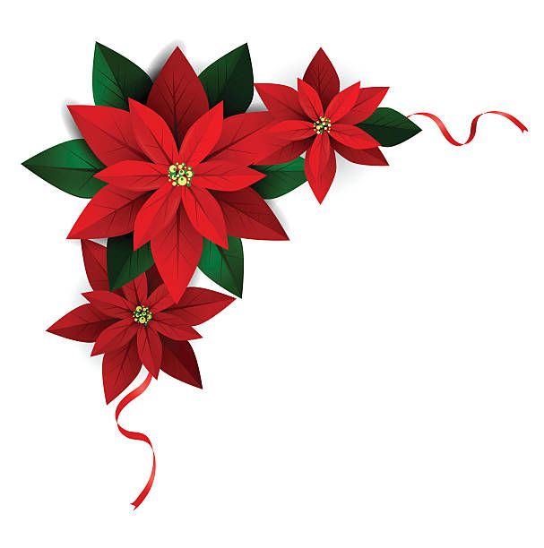 red poinsettis with green leaves and ribbons on white background for holiday greeting card