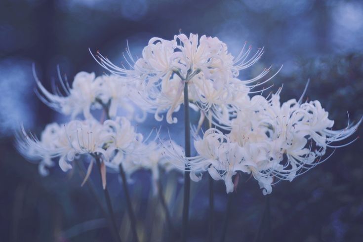 some white flowers are blooming in the middle of the day and it looks like they're dying